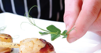 Chef dressing a scallop with micro greens